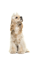 Cute blond cocker spaniel sitting and looking up isolated on a white background