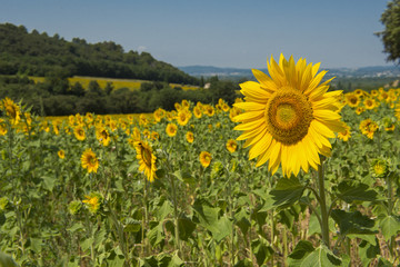 Obraz premium Field with sunflowers in France with blue sky and hills in the background