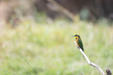 Little bee-eater in Masai Mara, Kenya.