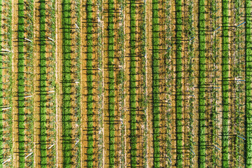 A large orchard, a sunny summer day. View from the top down