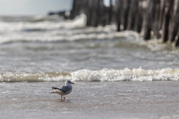 Seagul walking on a beach