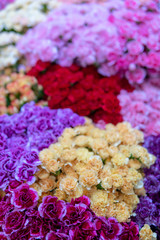 Wall of flowers and herbs.