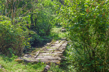 beautiful landscape of the forest