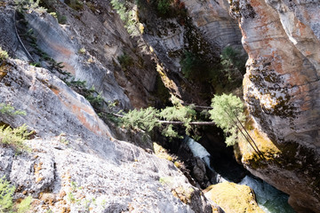 Detail of fallen trees in Maligne canyon in Jasper national park