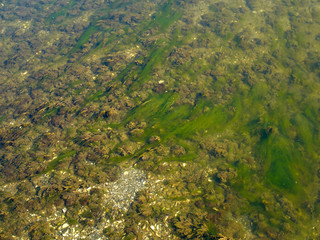 Sea ocean rocks covered with seaweed