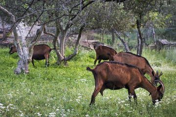 Brown goats on pasture with mediterranean wild plants eats at sunset, island Vis in Croatia