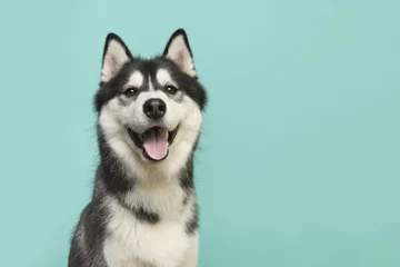 Fototapeten Husky-Hundeporträt, das mit offenem Mund auf türkisblauem Hintergrund in die Kamera schaut © Elles Rijsdijk