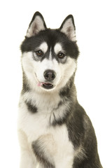 Obraz premium Portret psa husky ładny patrząc na kamery na białym tle na białym tle