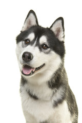 Naklejka premium Portrait of a pretty husky dog looking away with mouth open isolated on a white background in a vertical image