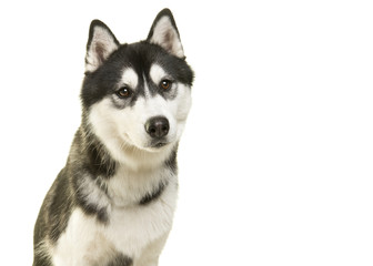 Portrait of a pretty husky dog isolated on a white background © Elles Rijsdijk