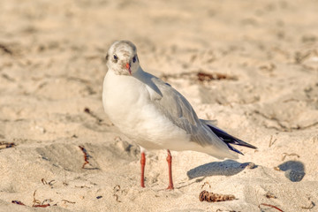 Möwe Weststrand Prerow