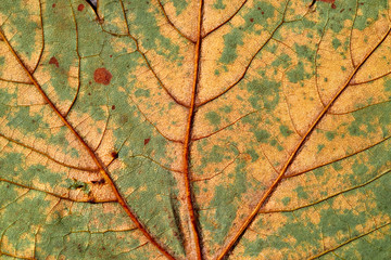 texture of an autumn leaf close-up