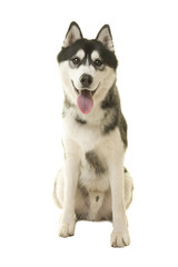Siberian husky dog sitting looking at camera with mouth open isolated on a white background