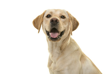 Portrait of a blond labrador retriever dog looking at the camera with mouth open seen from the side