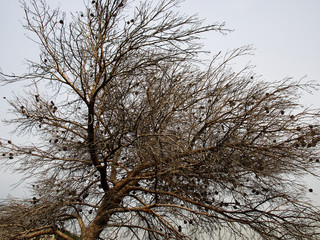 Burned down tree after wild fire