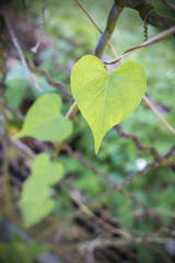 Heart leaf on the fence