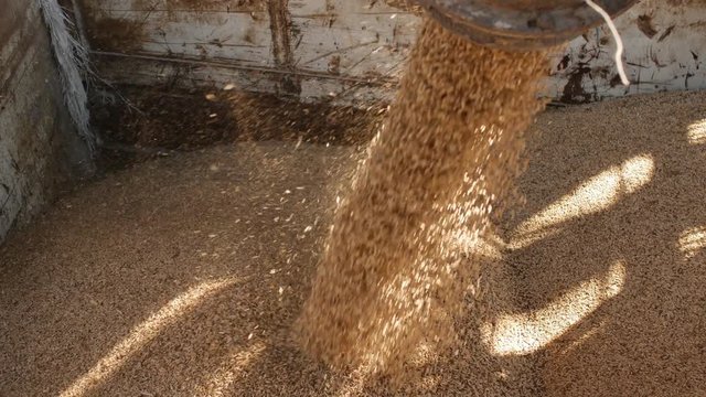 Grains of oat are loaded into a truck, Plant of bread products, enterprise of milling and feed industry