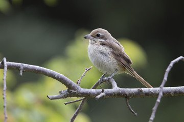 シマアカモズ幼鳥