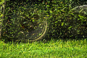 Mowing grass flies from the lawn mower