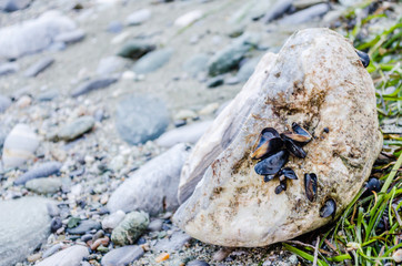 Sea shells stuck on a rock 