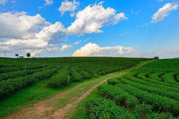 tea plantation with white cloudy blue sky