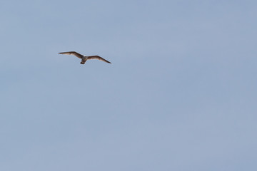 Single white seagull in flight with spread wings isolated against a clear blue sky