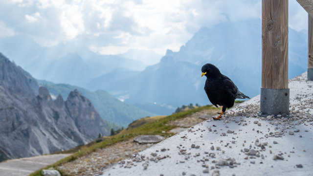 The Alpine chough, or yellow-billed chough (Pyrrhocorax graculus), is a bird in the crow family, one of only two species in the genus Pyrrhocorax. Picture shot at Tre Cime Lavaredo (Drei Zinnen)