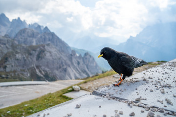 The Alpine chough, or yellow-billed chough (Pyrrhocorax graculus), is a bird in the crow family, one of only two species in the genus Pyrrhocorax. Picture shot at Tre Cime Lavaredo (Drei Zinnen)