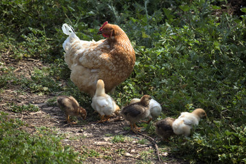 Mother hen with child chicks walk on green meadow