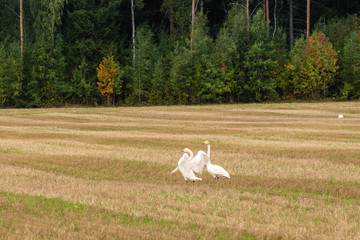 Autumn in Finland