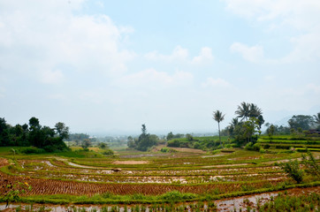 landscape with green field and trees