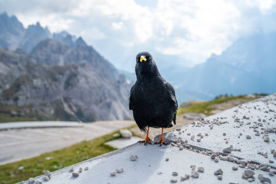 The Alpine chough, or yellow-billed chough (Pyrrhocorax graculus), is a bird in the crow family, one of only two species in the genus Pyrrhocorax. Picture shot at Tre Cime Lavaredo (Drei Zinnen)