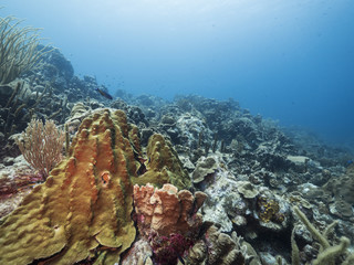 Seascape of coral reef / Caribbean Sea / Curacao with various hard and soft corals, sponges