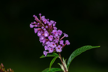Close up of summer lilac with raindrops