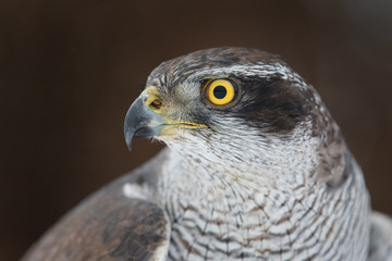 Portrait of northern goshawk (Accipiter gentilis) closeup isolated on dark background