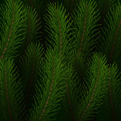Fir tree background. Christmas tree realistic branches
