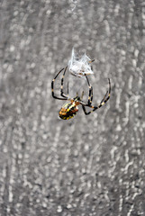 Argiope bruennichi (wasp spider) female in web holding and braids fly with cobwebs, back view, soft gray blurry background