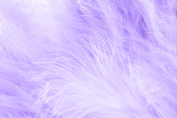 Fototapeta na wymiar Macro shot of purple bird fluffy feathers in soft and blur style