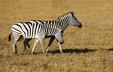 Fototapeta na wymiar Two zebras walking across the savannah