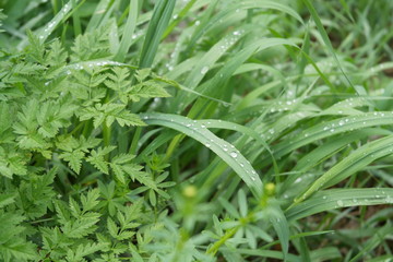 Green grass with dew