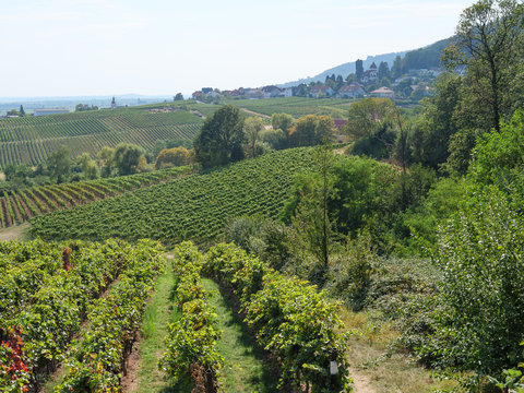Die Pfalz