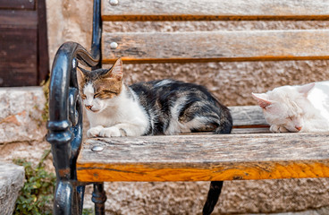Sleeping cat on traditional bench on street