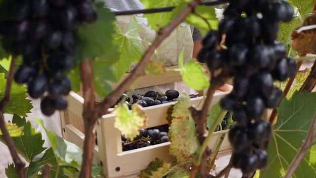 Young woman picking dark grapes on the vineyard hold ing a wooden box. Slow motion close-up shot