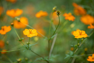 オレンジ色のキバナコスモス