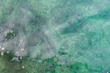 Praderas del alga Posidonia Oceanica en agua cristalina del Parque Natural del Cap de Creus, Alt...