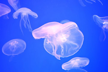 A lot of tropical transparent jellyfish under water in aquarium on blue background