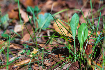 landscape of early autumn, the old Park, trees, green grass, bright red and yellow leaves