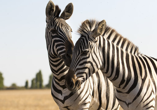 Fototapeta zebras walking across the savannah