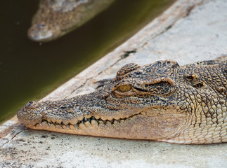 Crocodile saltwater Thailand