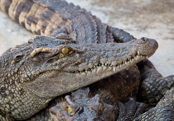 Crocodile saltwater Thailand